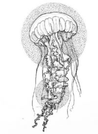 一组海洋动物的纹身黑白线稿图片