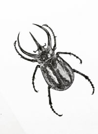 9张黑灰点刺风格的的昆虫类纹身图片素材