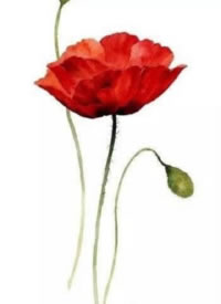 唯美的9张水彩色花卉小清新手稿图片