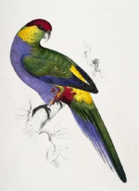 一组鹦鹉主题的纹身素材图片欣赏