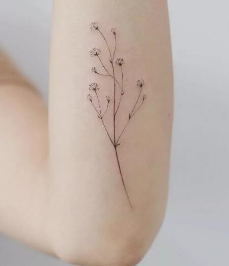 一组素雅清新的“满天星”植物纹身图片