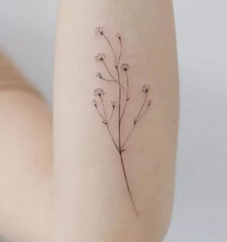 一组素雅清新的“满天星”植物纹身图片