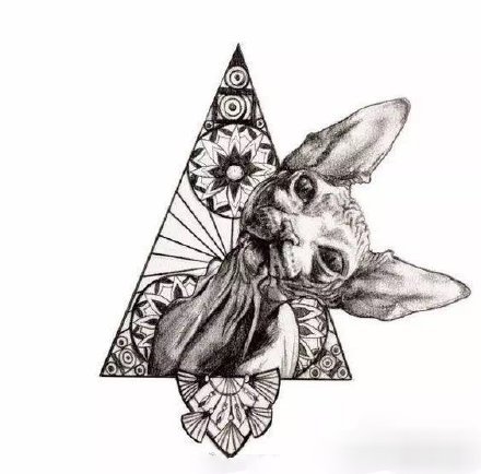 一组斯芬克斯猫的纹身图片