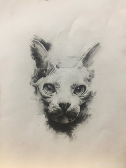 一组斯芬克斯猫的纹身图片