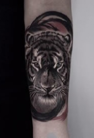 一组写实风格的老虎纹身图案