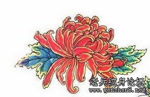 花纹身图案─菊花纹身图案
