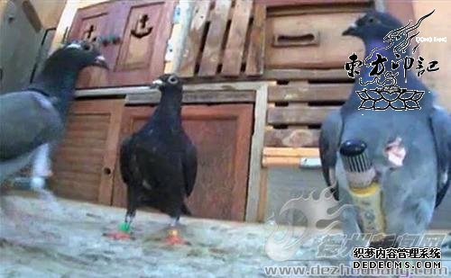 美国纹身师大手笔——训练鸽子走私雪茄