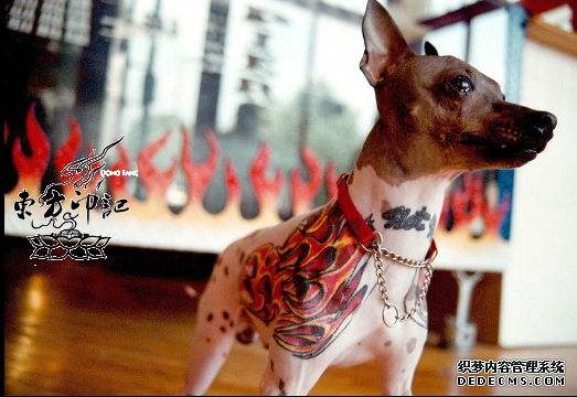 纽约出台政策：禁止给宠物穿孔纹身