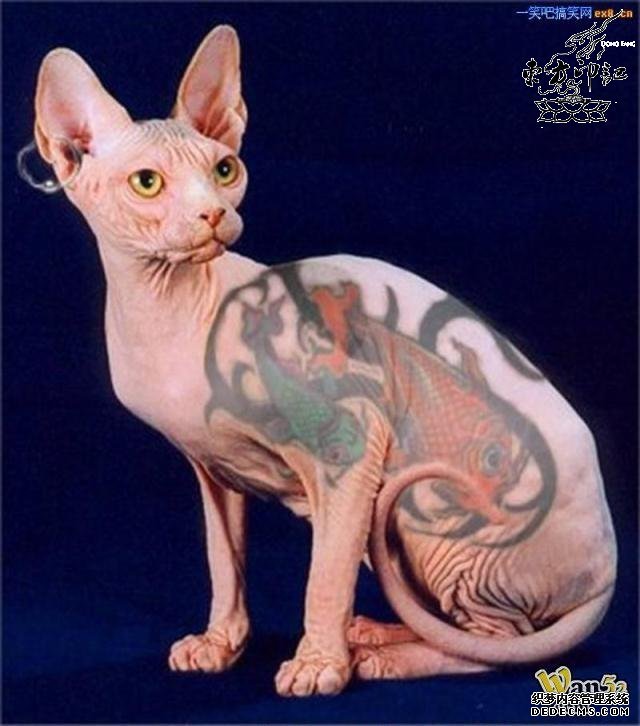 纽约出台禁止给动物纹身政策的背后