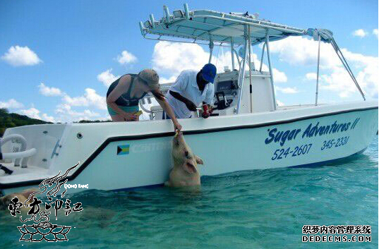 加勒比海岛惊现“游泳猪” 长黑色斑点似纹身