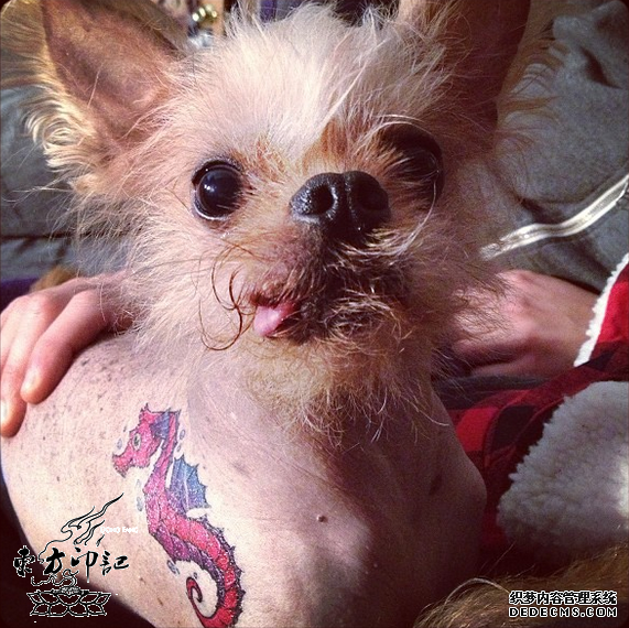 纽约人抱歉了：你们再也不能给爱宠们纹身了