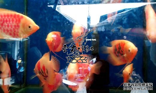 人工的“纹身鱼”：专家称更容易感染疾病