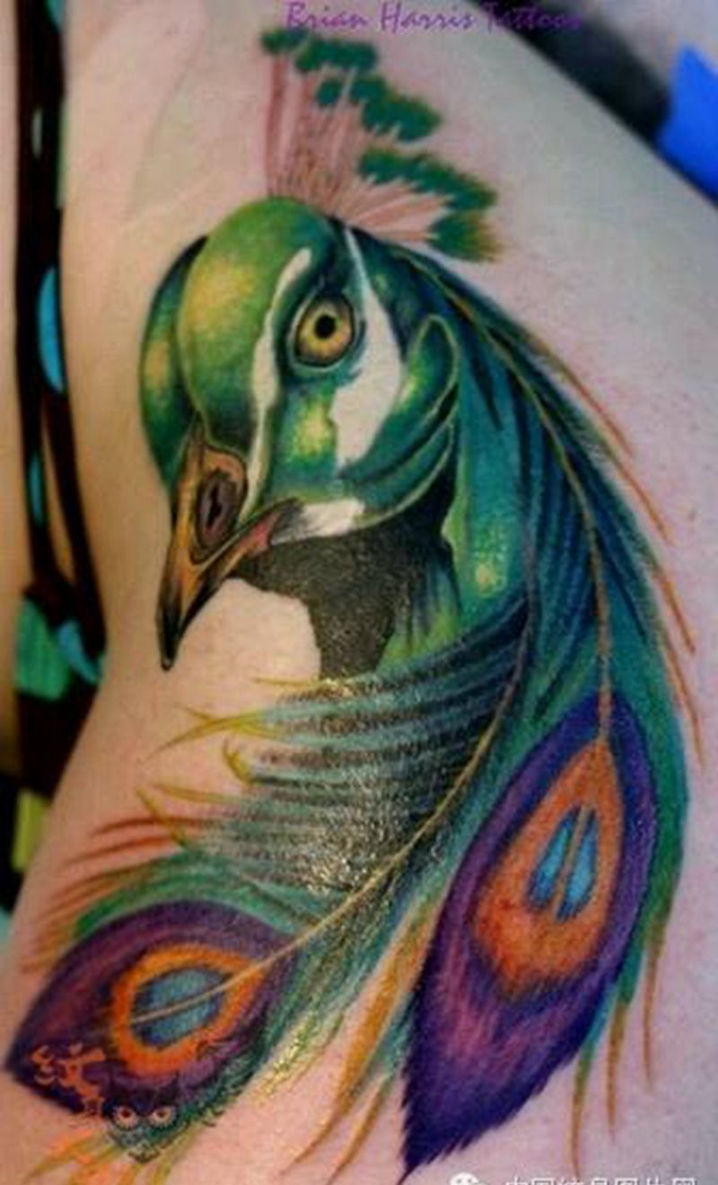 那些孔雀！纹身图片_