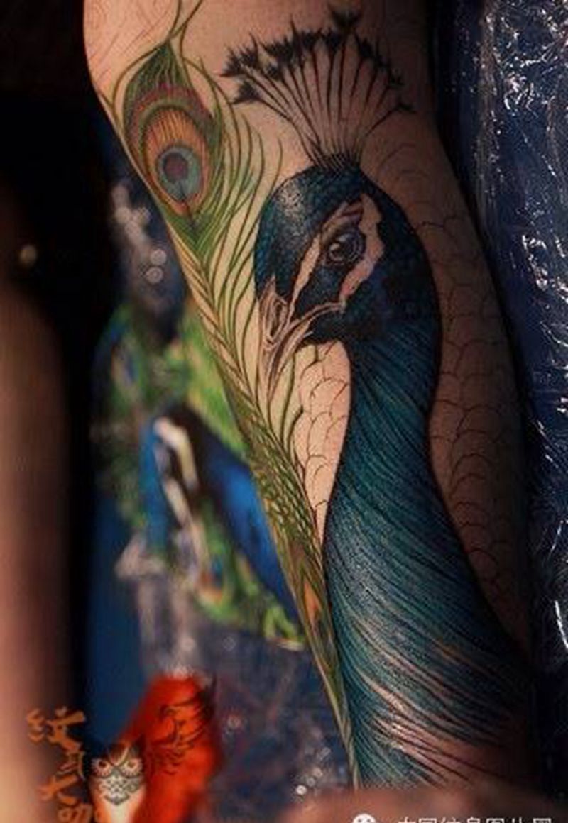 每日素材更新-孔雀纹身图片_