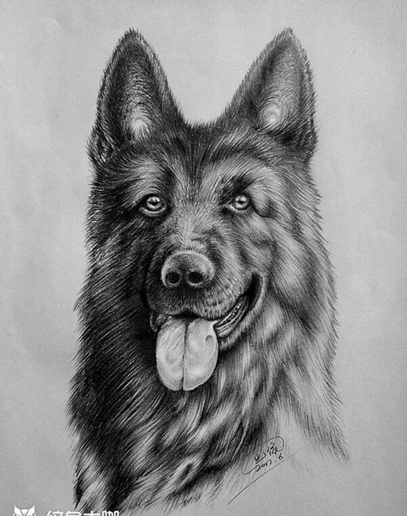 素描德牧纹身图片_写实动物内蒙古纹呼市巴依纹身图案