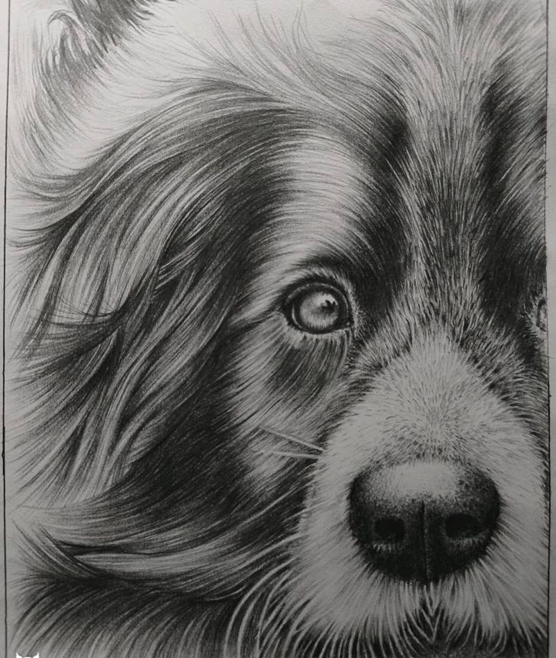 狗狗素描纹身图片_欧美写实手稿狗素描纹身图案