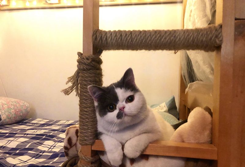 小喵咪纹身图片_手臂欧美写实纹身图案