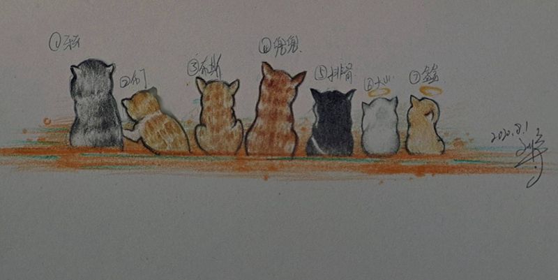 宠物医生的七只小猫