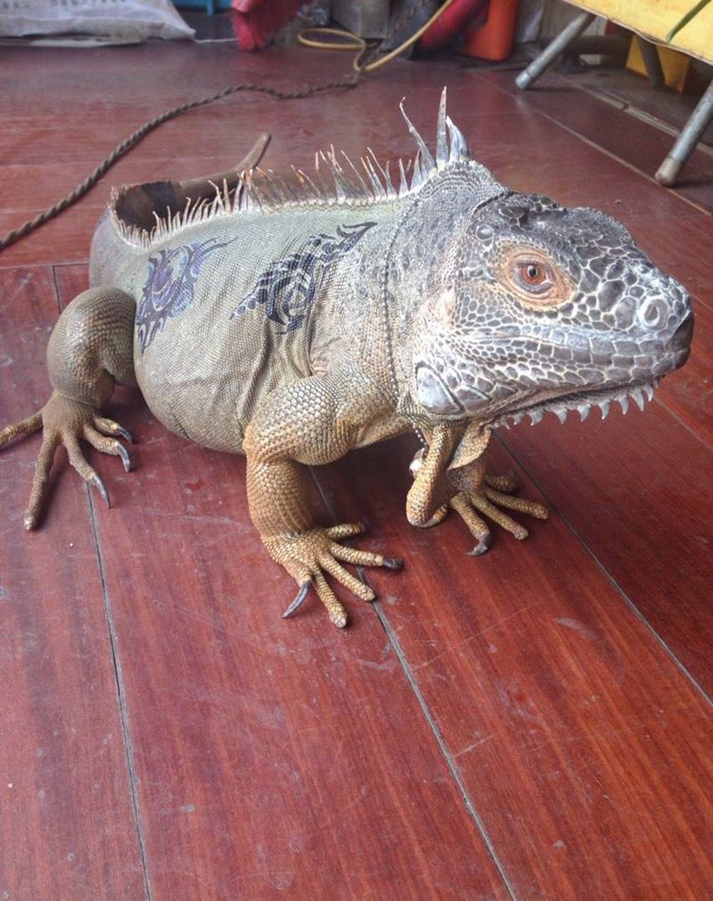 老贼纹身图片_动物纹身图案