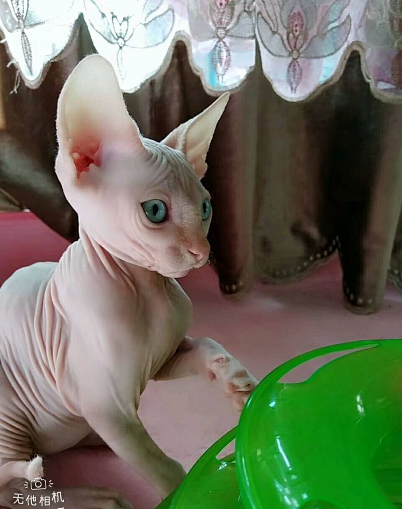 我们的生活纹身图片