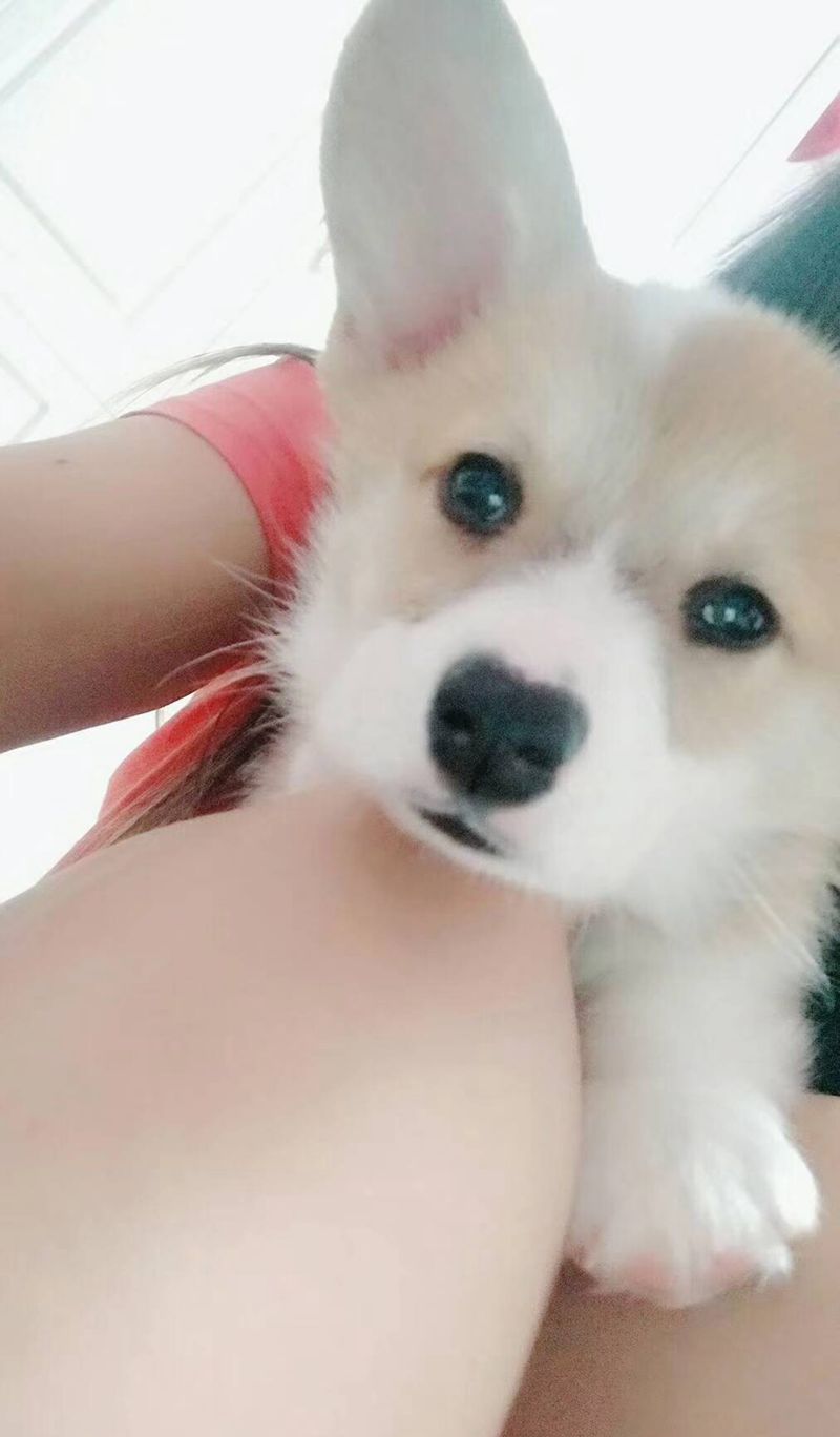 生肖加爱宠纹身图片_腿部New School花腿小腿猴子纹身图案