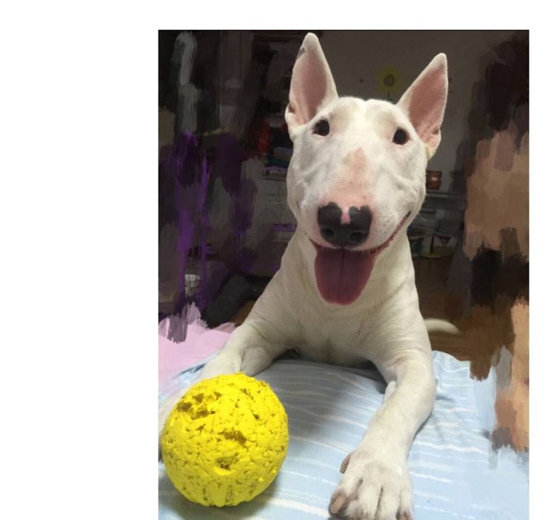 惟妙惟肖纹身图片_小伟刺青动物清新成品纹身图案