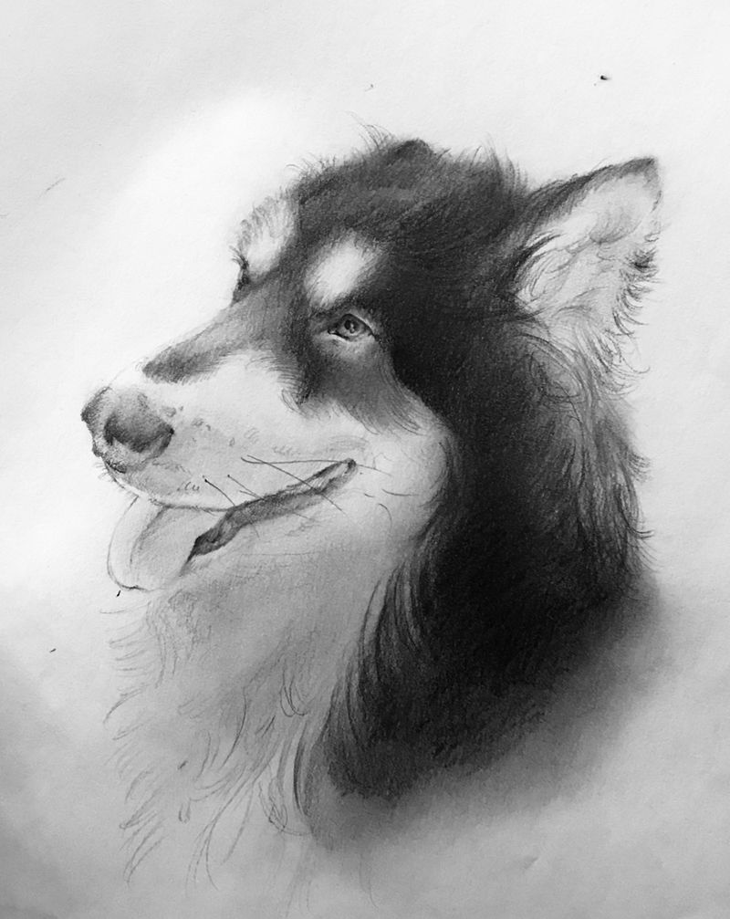 客人家的狗狗纹身图片_手稿写实欧美原创纹身图案