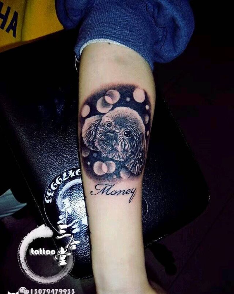 泰迪狗纹身图片_手臂清新写实动物营口鲅鱼圈纹成品纹身图案