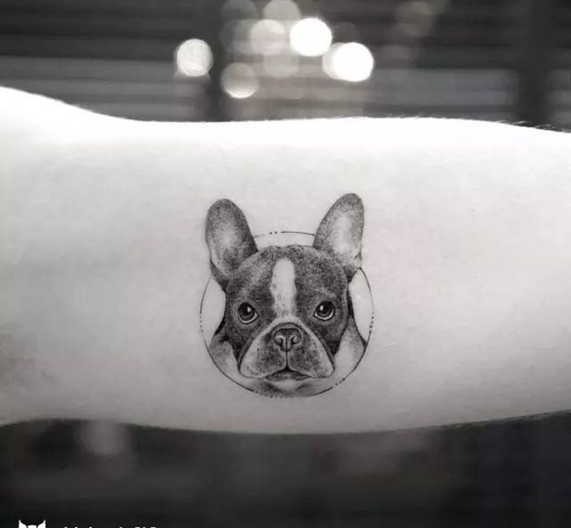 小斗牛纹身图片_手臂动物纹身图案