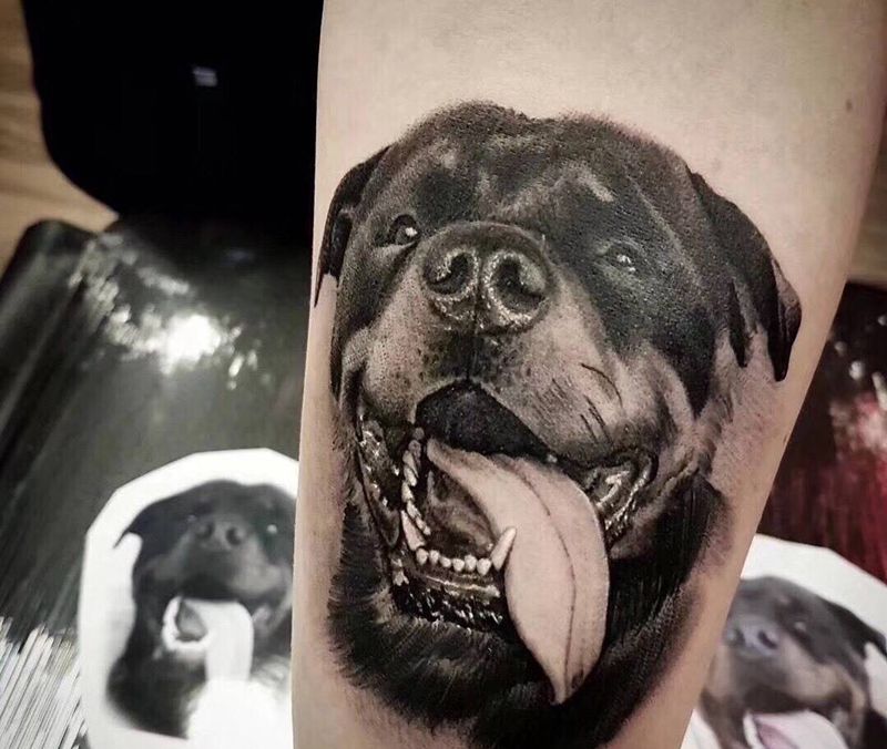 罗威纳纹身图片