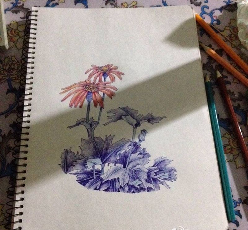 菊纹身图片_腰部习俗写实植物手稿插画纹身图案