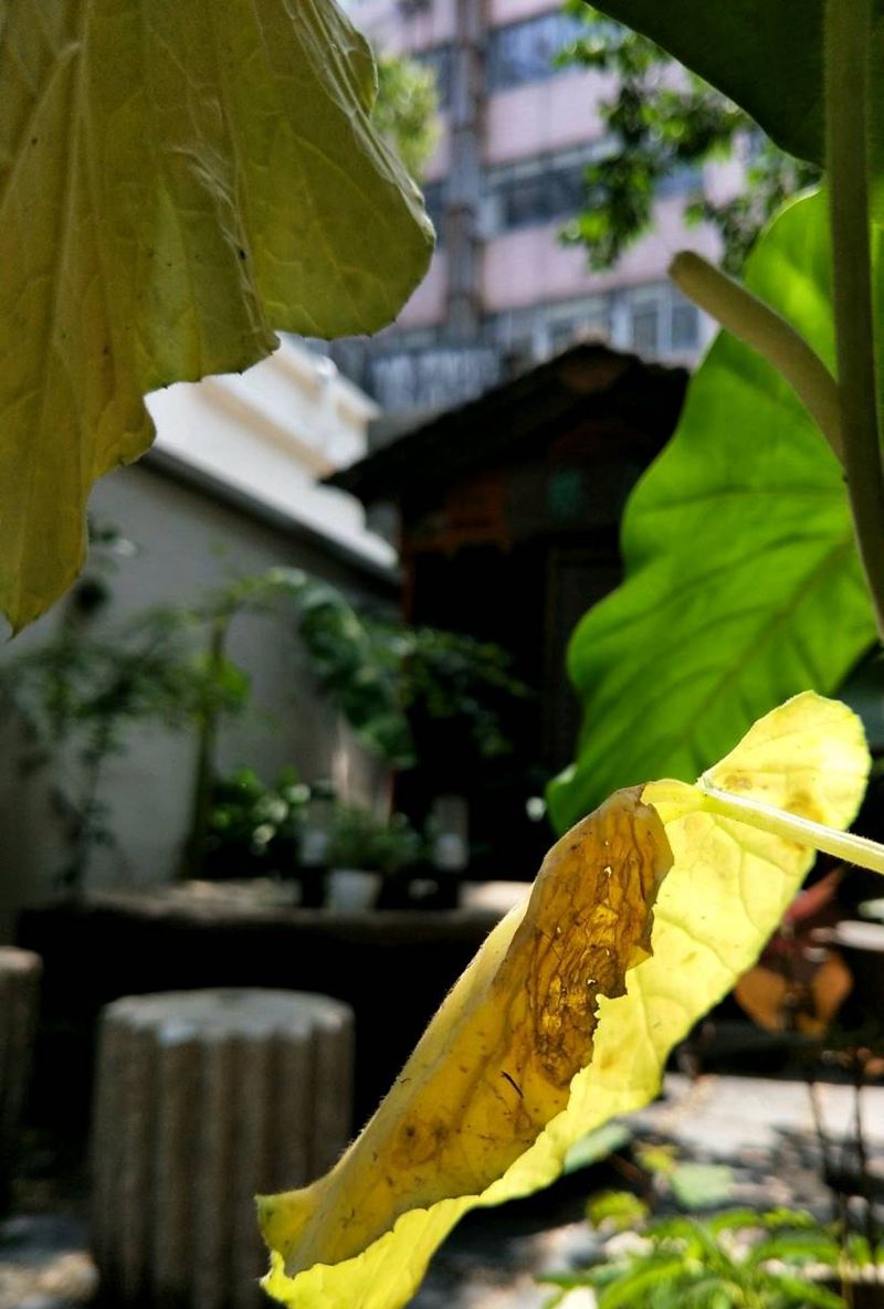 达摩纹身图片_腿部传统人物鬼神宗教汉刺青中国风成品纹身图案