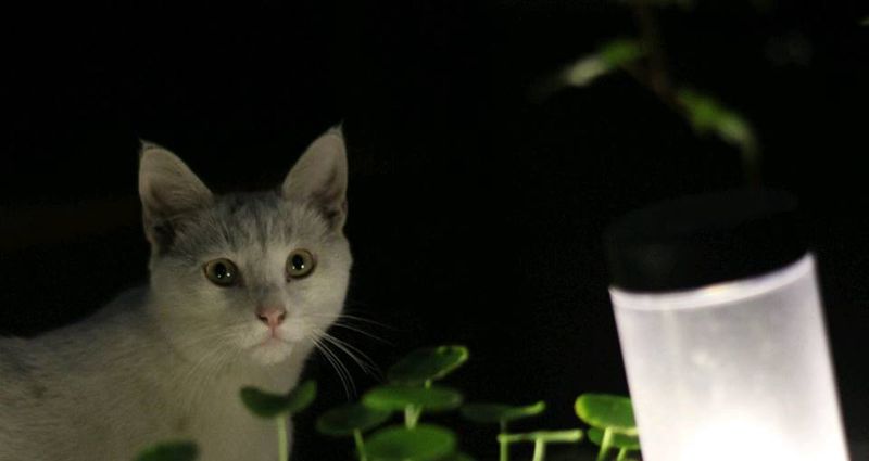 夏夜纹身图片_手臂腿部传统国画植物鬼神汉刺青中国风成品纹身图案