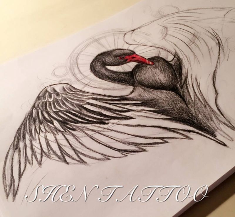 黑天鹅 未完成纹身图片_手稿欧美原创动物纹身图案