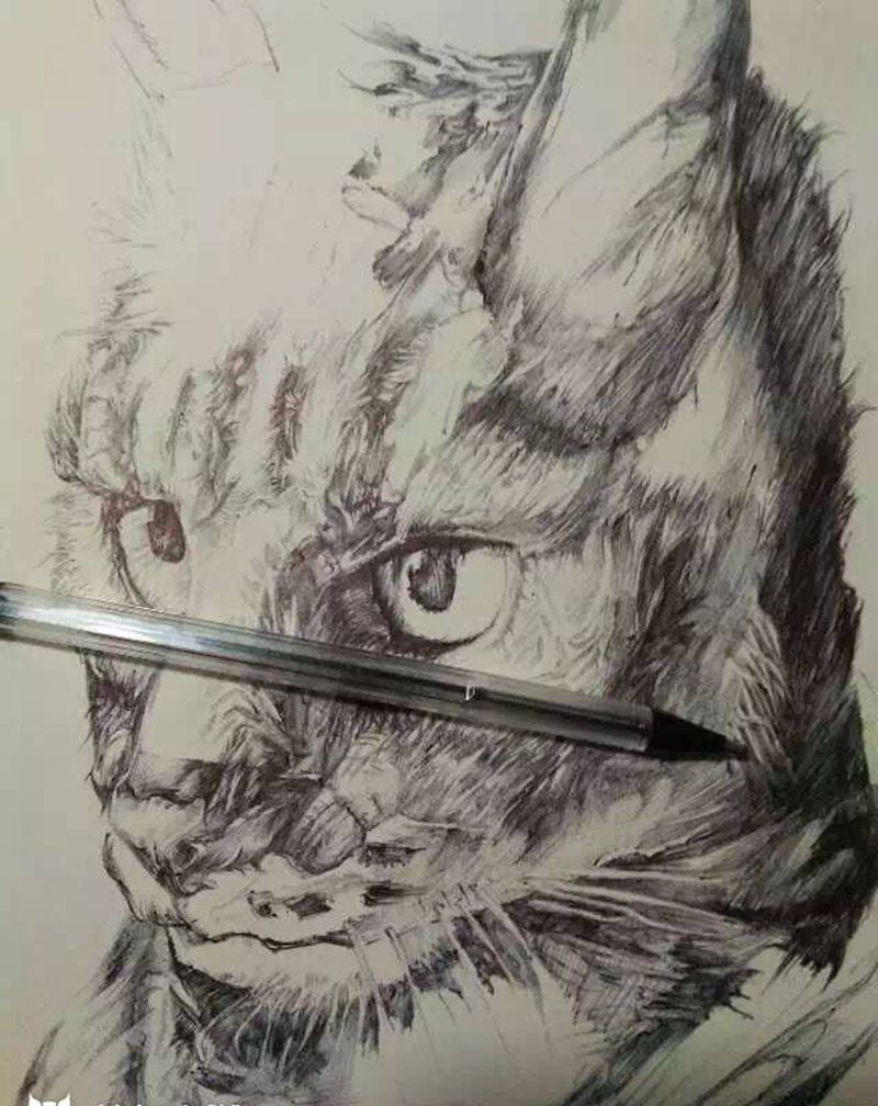 圆珠笔手绘猫纹身图片
