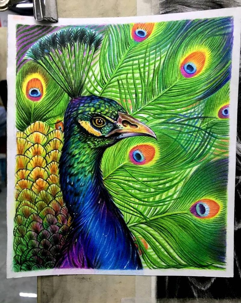 彩铅孔雀纹身图片_画纹身图案