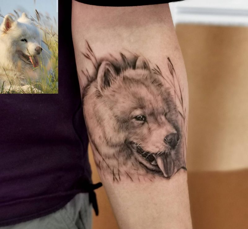 写实萨摩耶纹身图片_欧美写实纹身图案