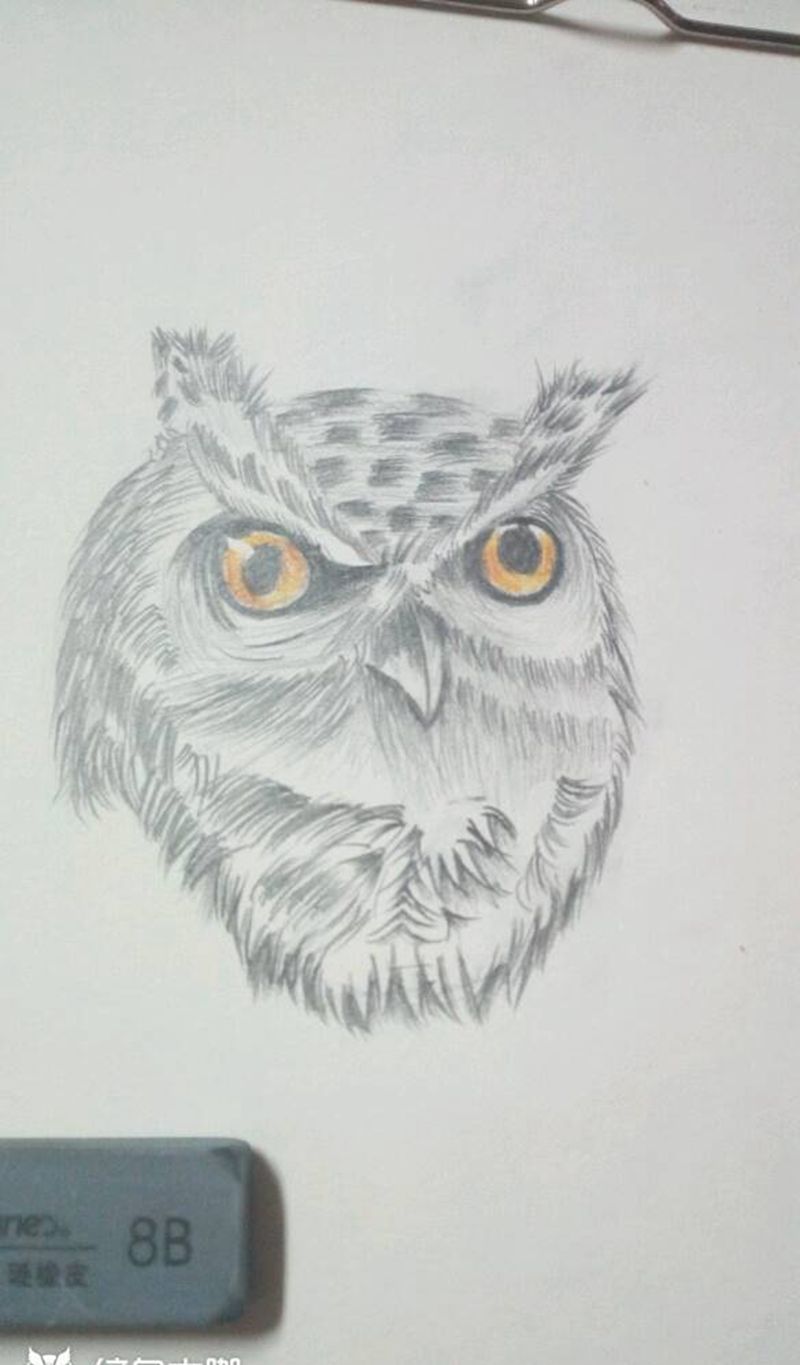 猫头鹰纹身图片