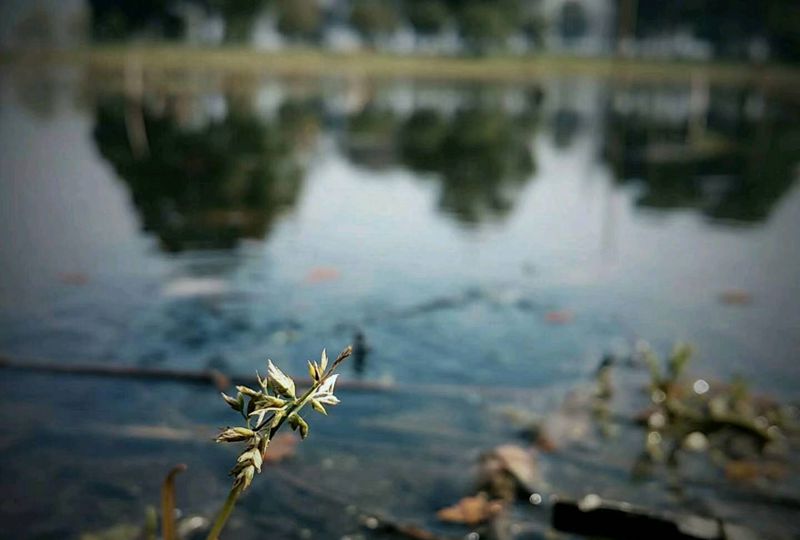 《春》纹身图片_植物纹身图案