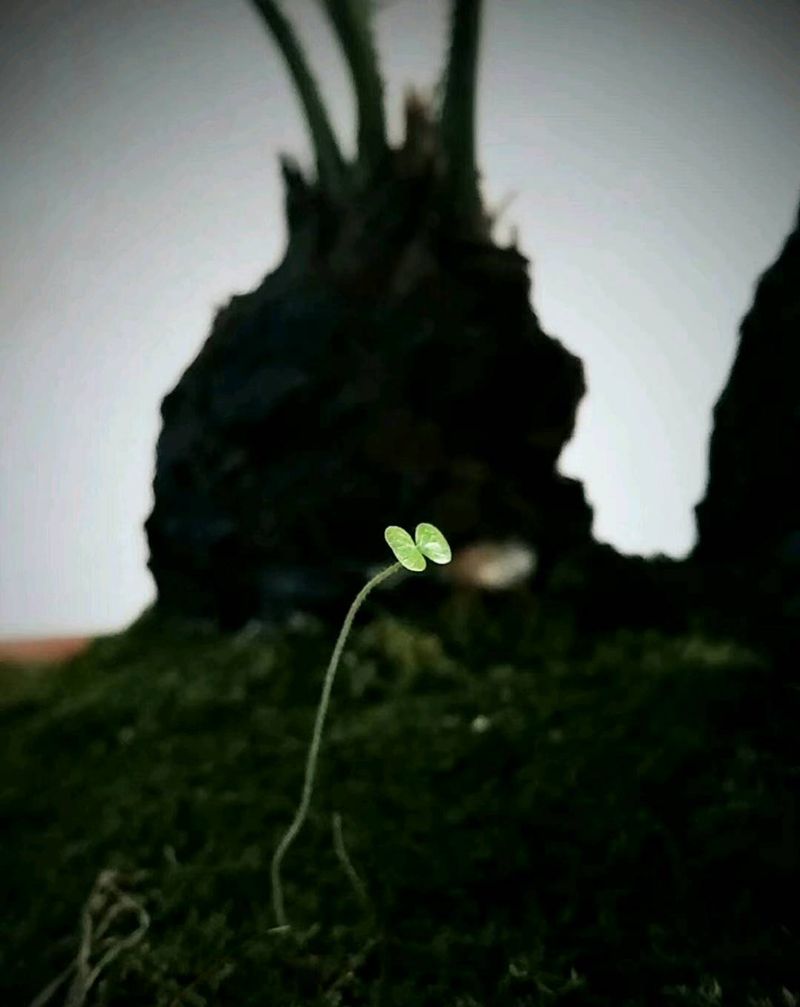 春色满屋关不住一根小草出盆来纹身图片_植物原创纹身图案