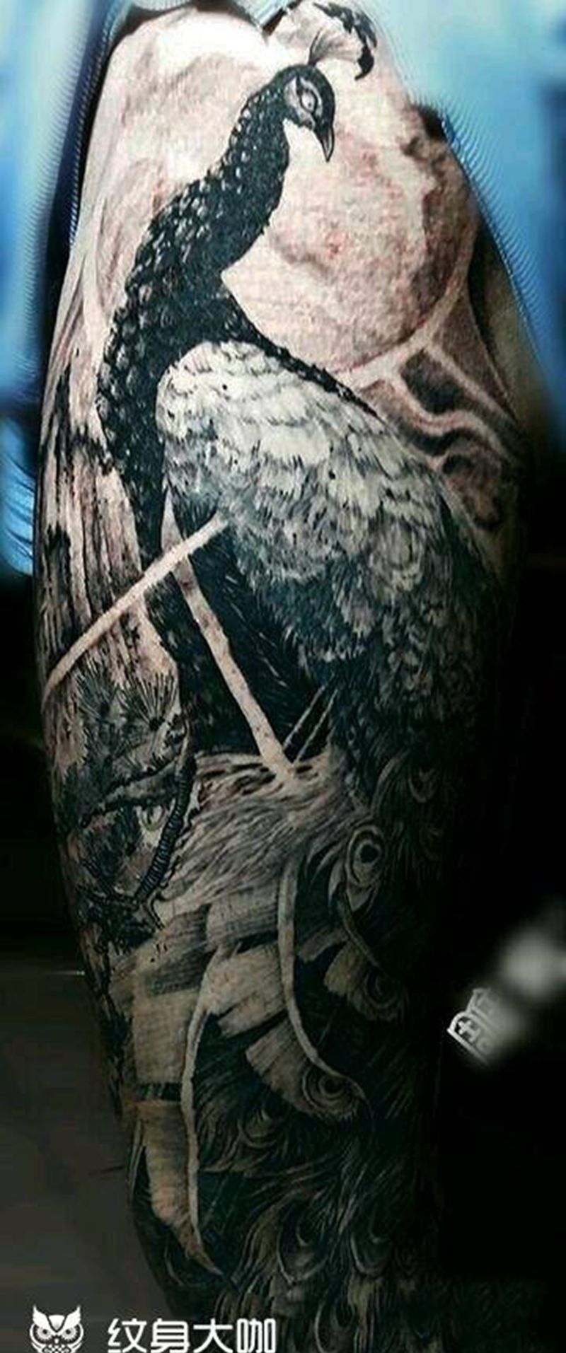孔雀  三年后纹身图片_腿部欧美写实动物纹身图案