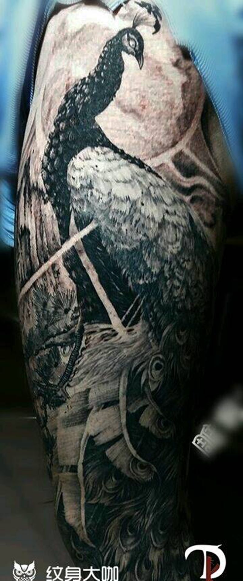 孔雀纹身图片_腿部传统动物原创纹身图案