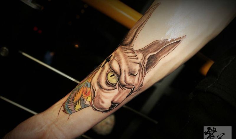 无毛猫社会猫纹身图片_成品手稿手臂手部欧美写实人物动物贴纸字符纹身图案