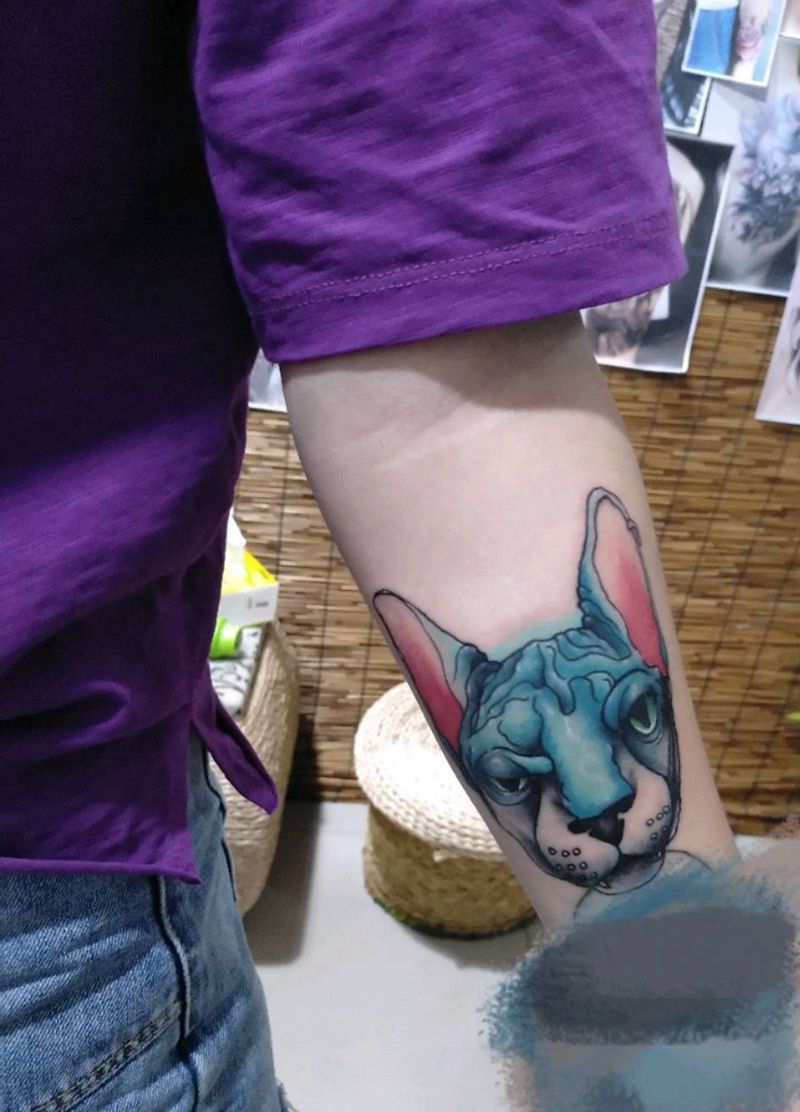 无毛猫纹身图片