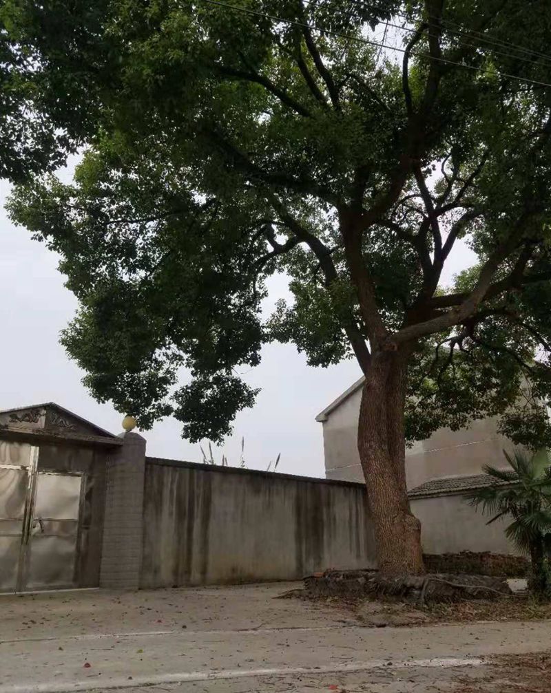 家门纹身图片_手臂纹身图案