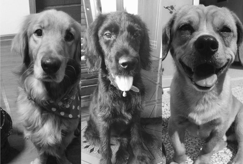 美女的宠物纹身图片_手稿腿部写实动物原创纹身图案