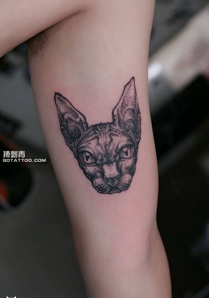 点刺猫纹身图片