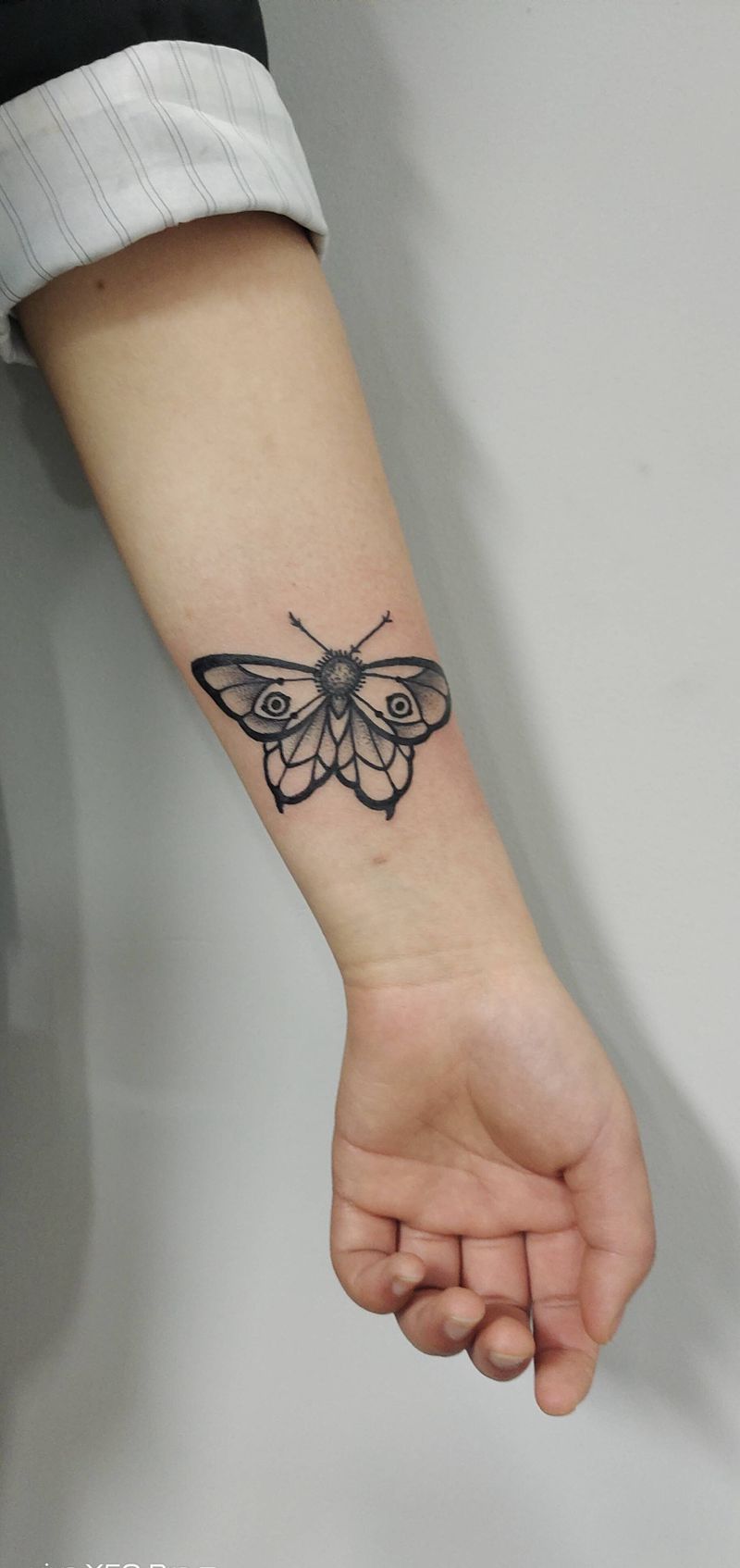 蝴蝶纹身图片_手臂黑色小图纹身图案