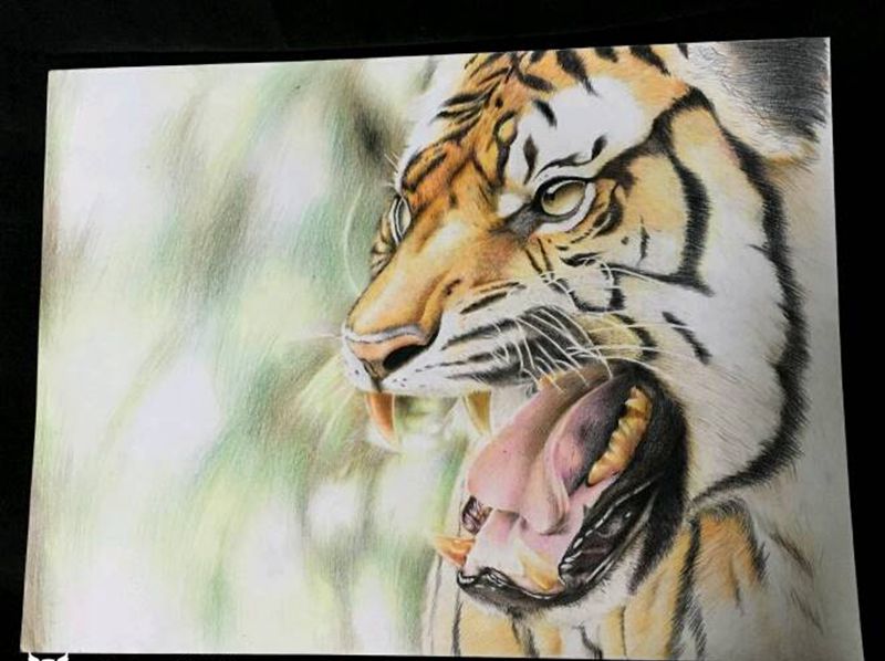 写实老虎纹身图片_欧美写实动物原创手稿插画纹身图案