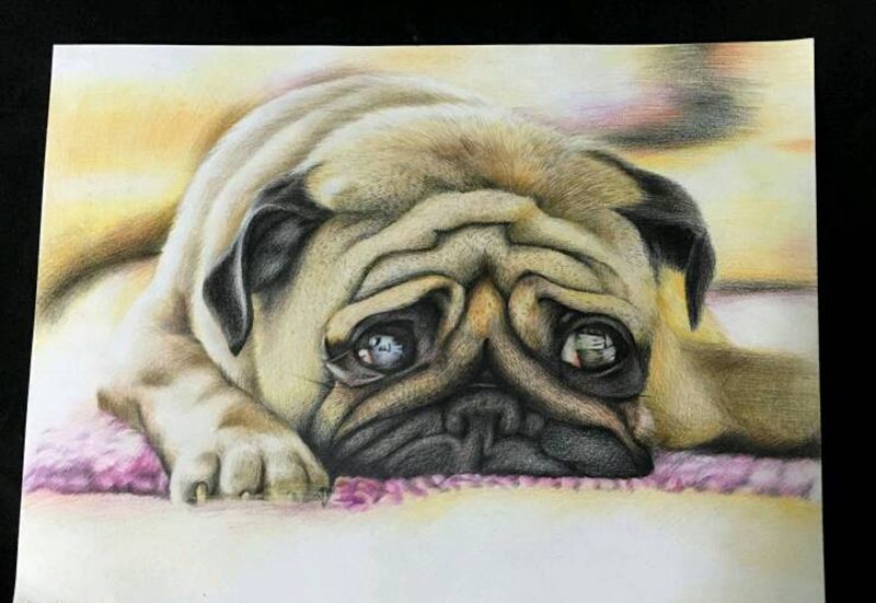 可爱八哥纹身图片_欧美写实动物原创手稿插画纹身图案